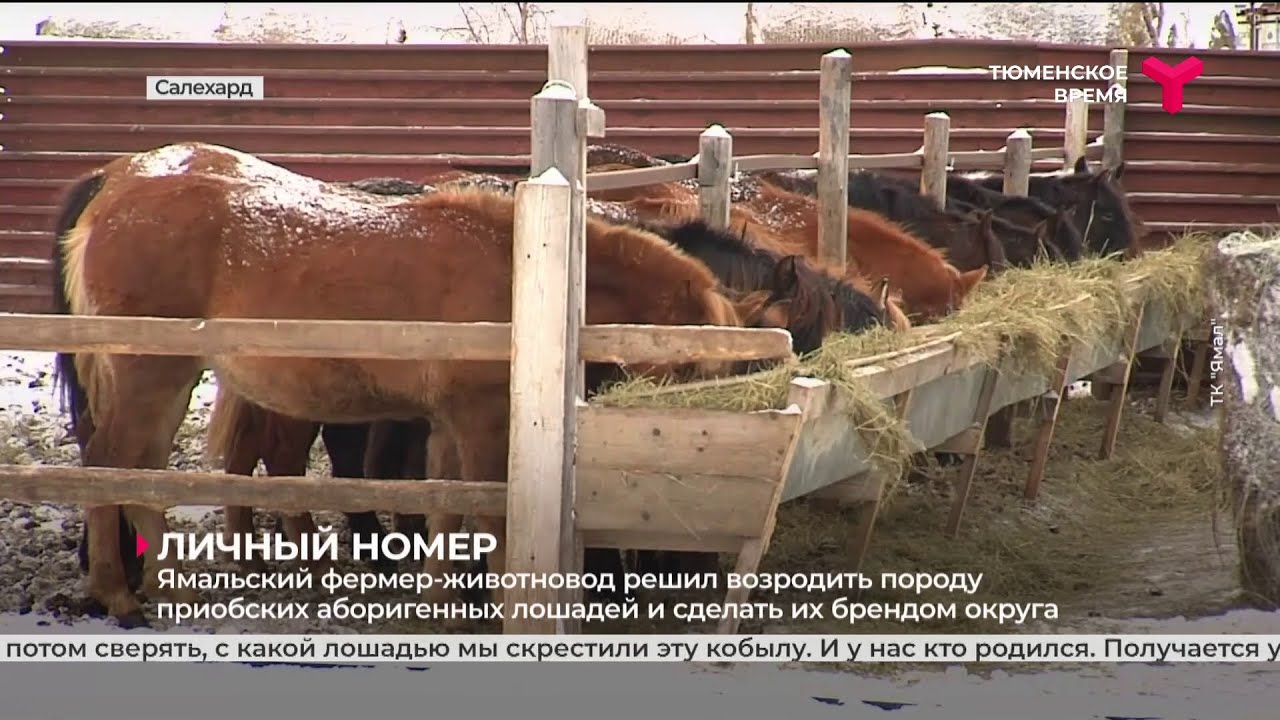Ямальский фермер возрождает породу приобских аборигенных лошадей
