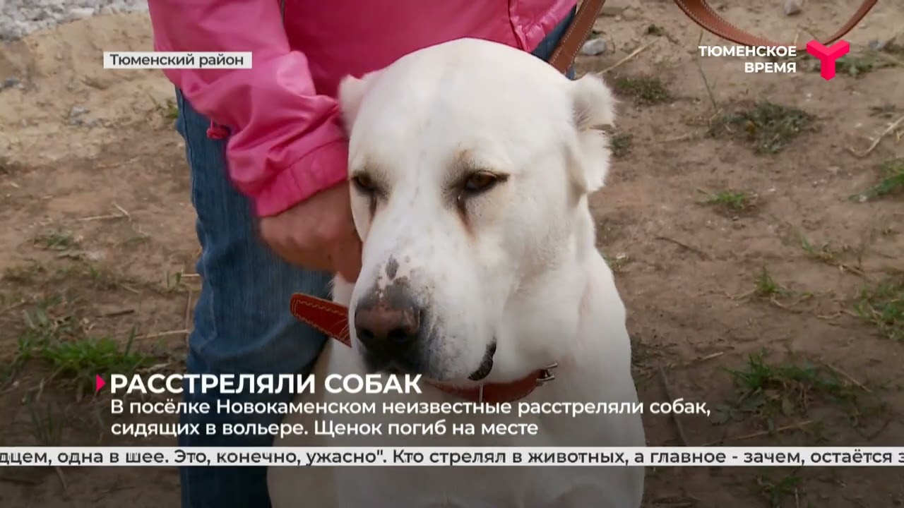 В посёлке Новокаменском неизвестные расстреляли собак в вольере