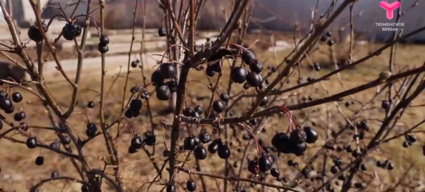 Аграрии Тюменской области завершают подготовку к посевной