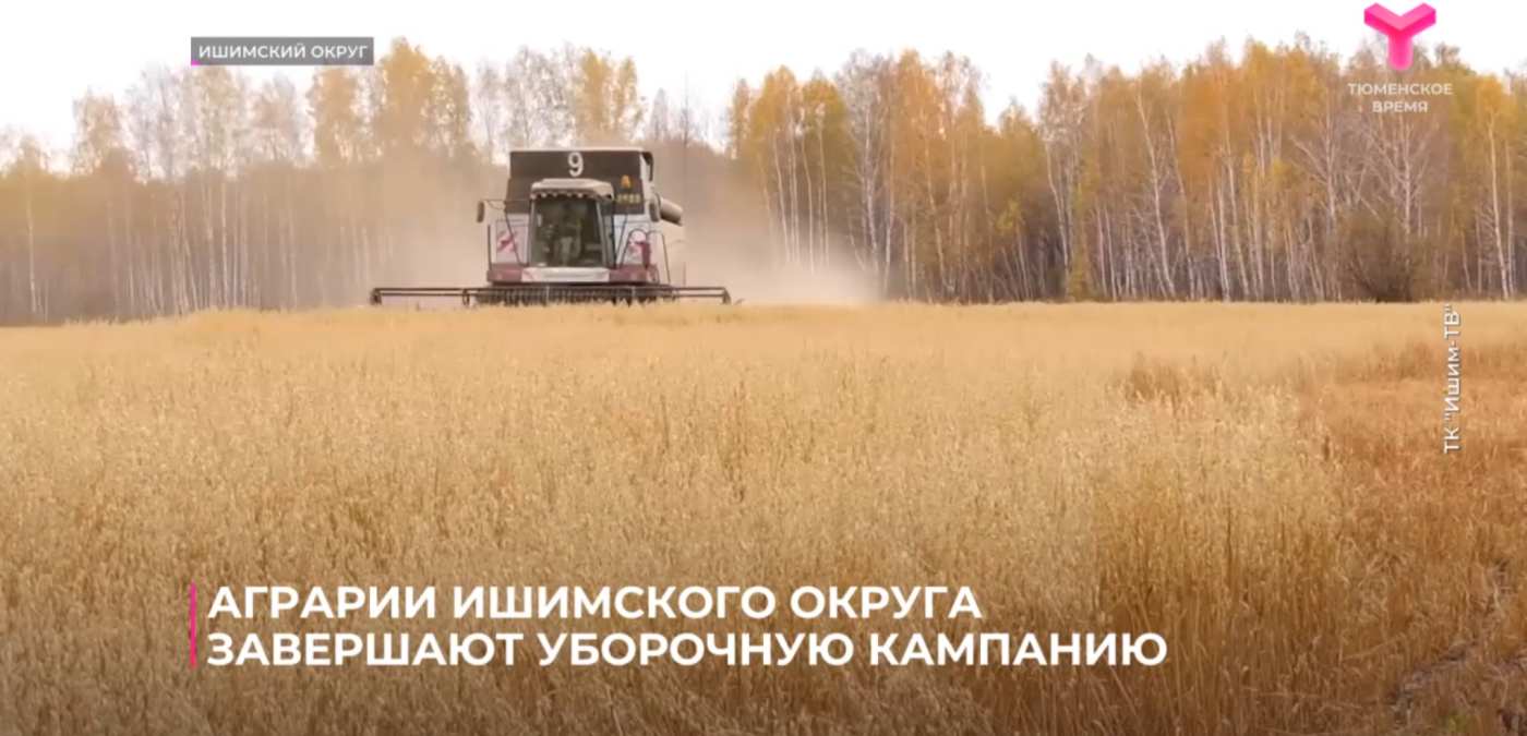 Аграрии Ишимского округа обмолачивают последние гектары осенних полей