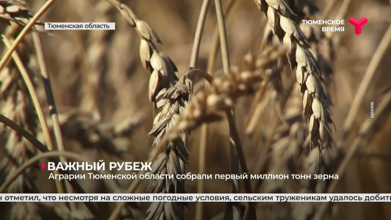 Аграрии Тюменской области собрали первый миллион тонн зерна